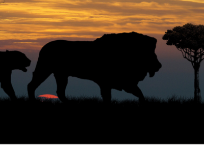 Silhouette of a lion and cub against a sunset sky with a tree in the background